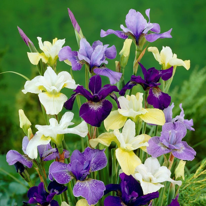 Yellow, Purple, and White Siberian Iris Blooms