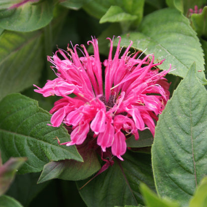 Hot pink "Pink Lace" Bee Balm