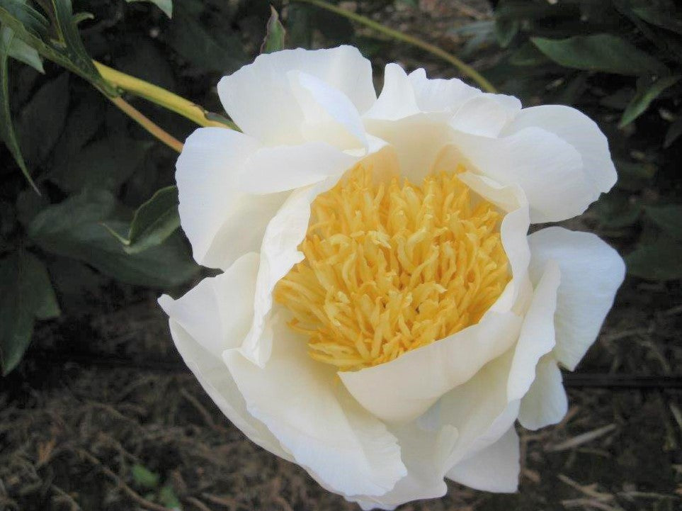 Closeup of Flowers of Pure White Peony Moon of Nippon