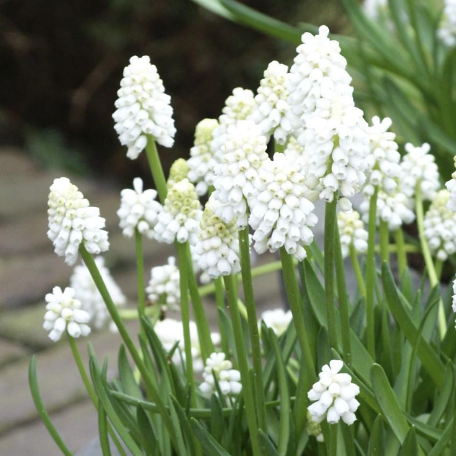 Muscari - Grape Hyacinth Skylight Mix
