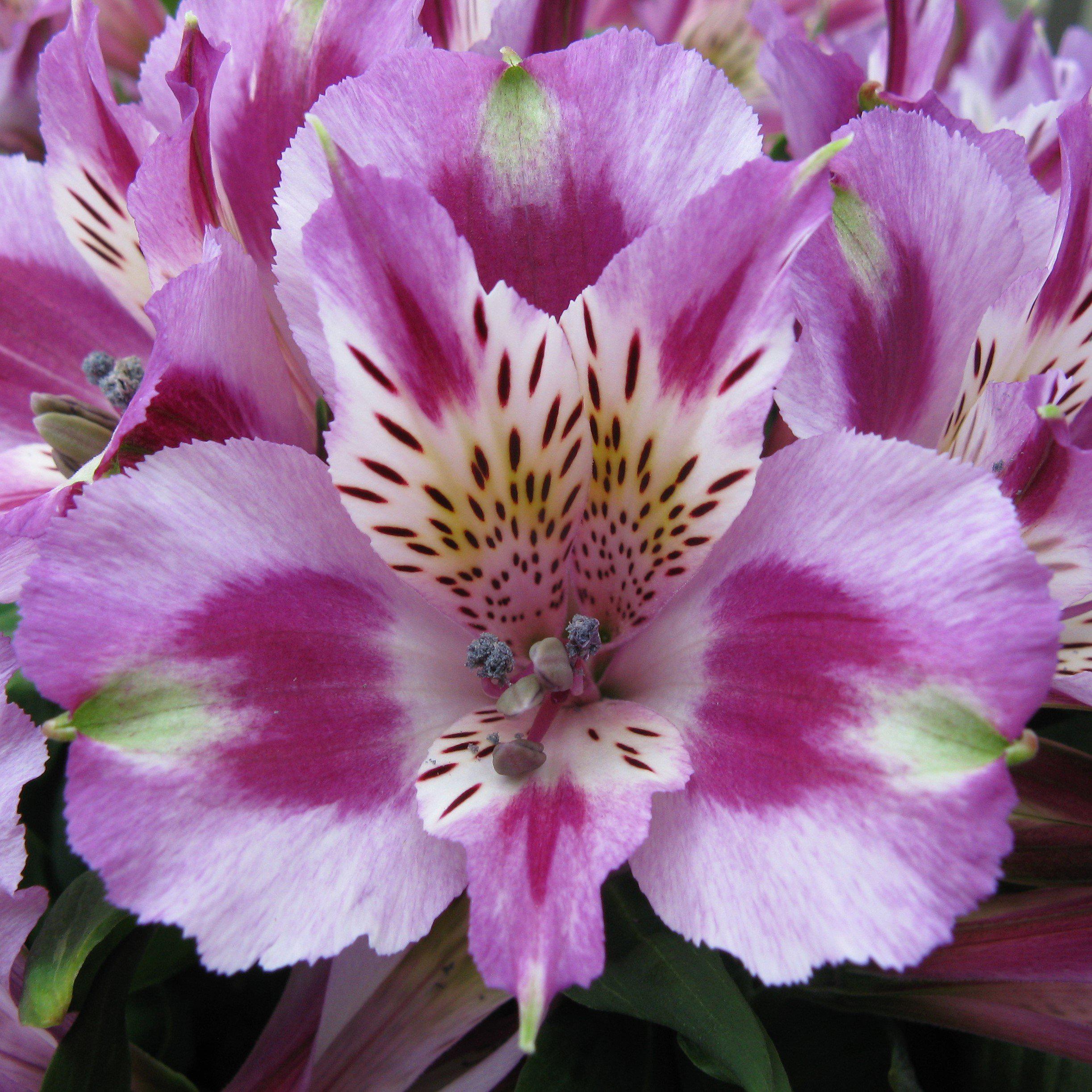 white purple lily Lilac & Purple Potted Princess Lily Plants For Sale