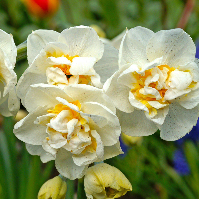 A Trio of White and Yellow Narcissus Bridal Crown Blooms