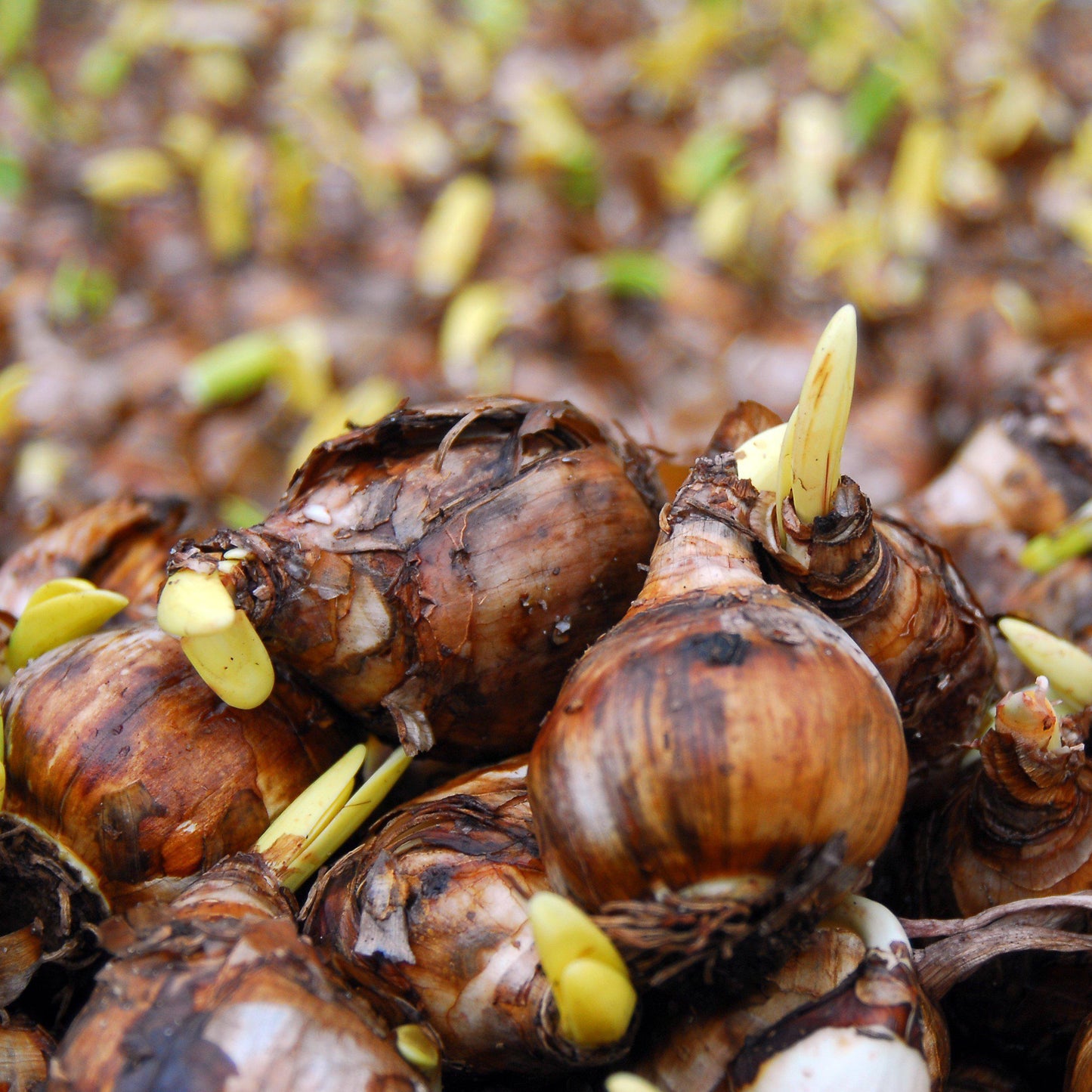 Narcissus Bulbs, Ready to be Planted!