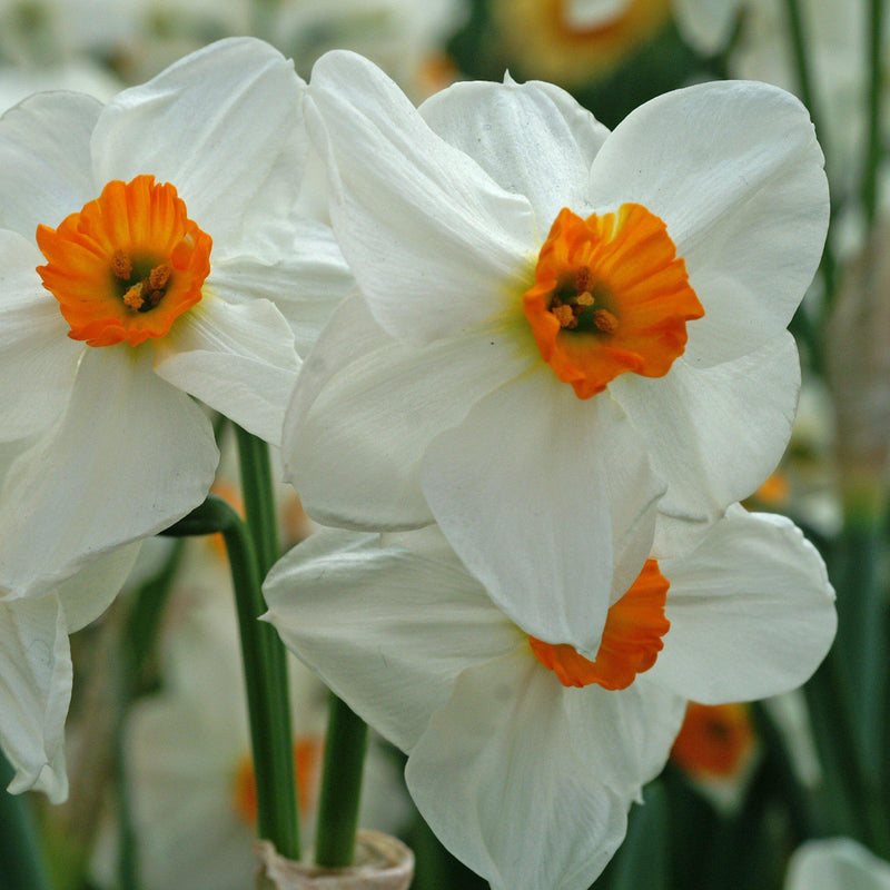 Pure White Petals and Bold Orange Interior of the Narcissus Geranium