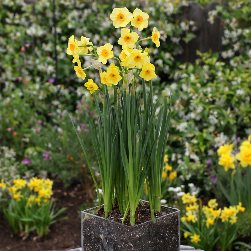 Beautifully Potted Narcissus Golden Dawn Blooms