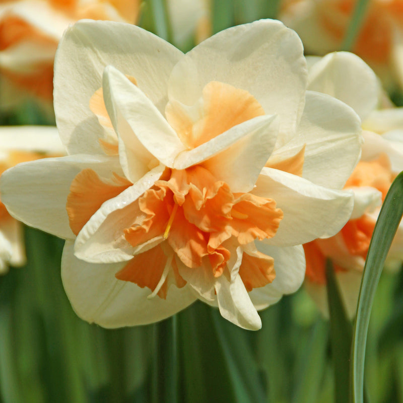 Salmon Pink Accented Daffodil