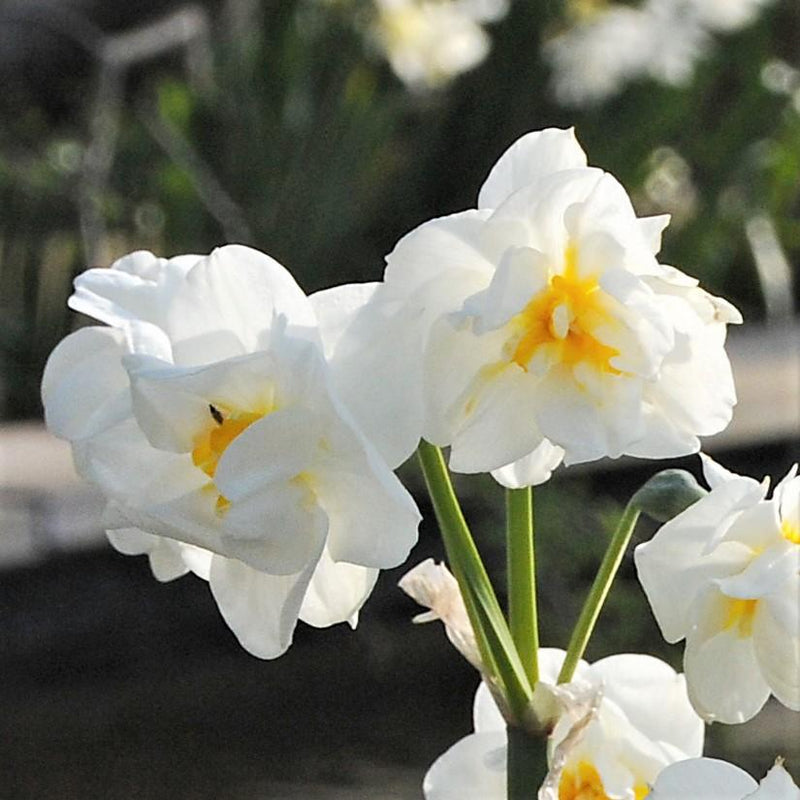 A Duo of Narcissus Sir Winston Churchill