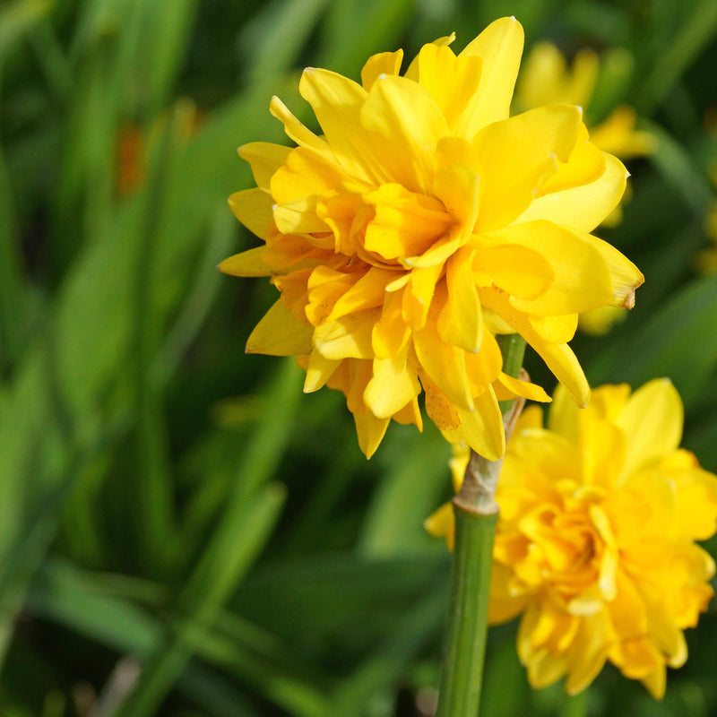 Ample Golden Yellow Petals on a Single Narcissus Bloom