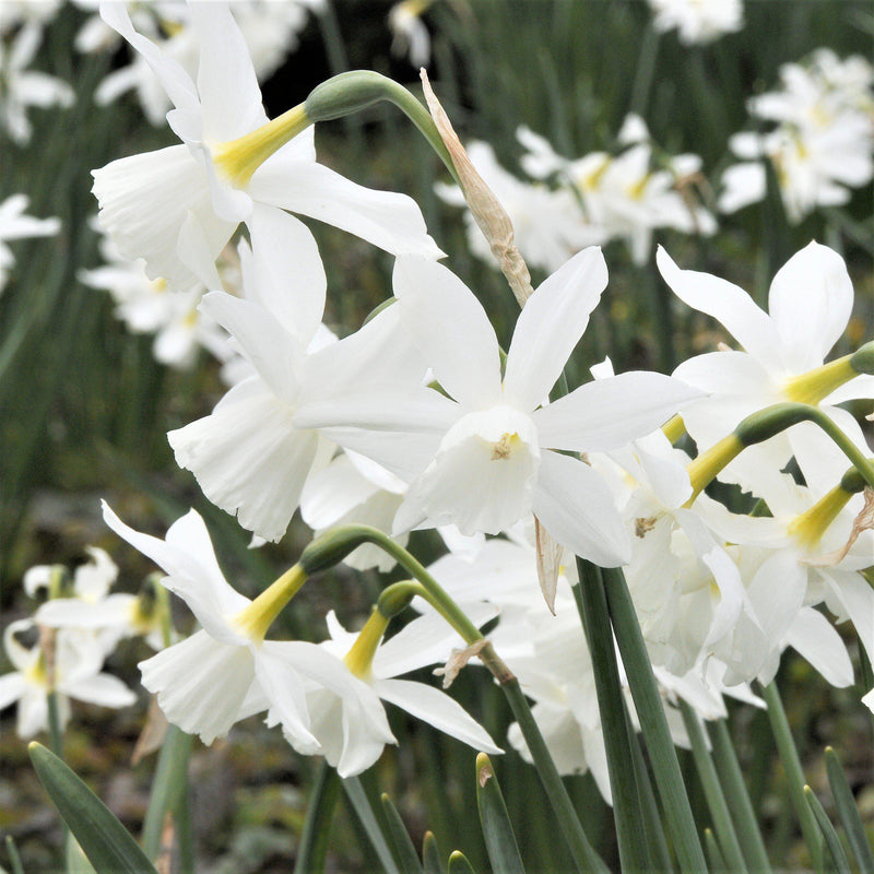 Snowy White Daffodils