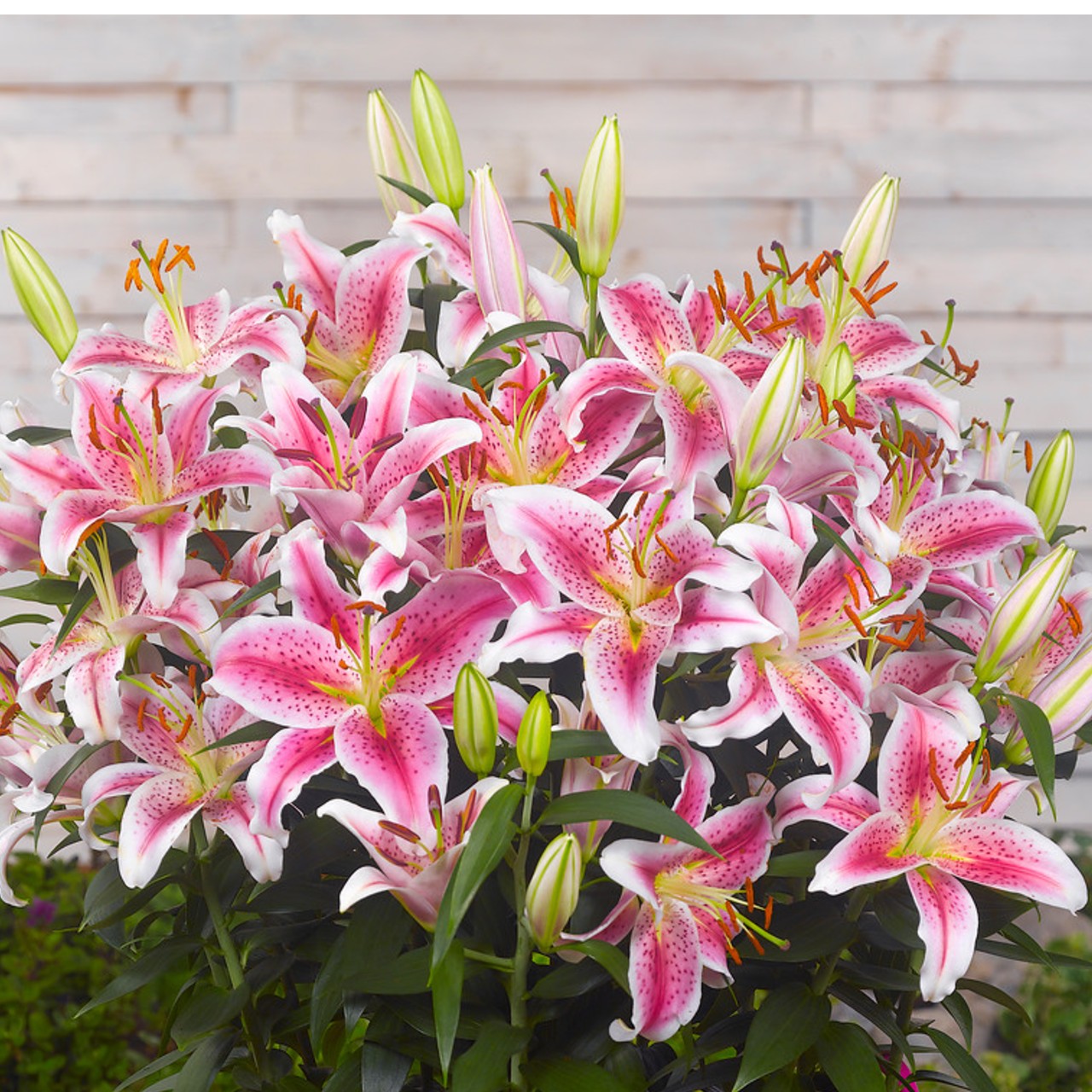 A Bountiful Bundle of Stargazer Lilies