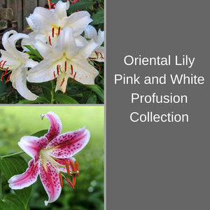 A Gorgeous Combo of White "Casa Blanca" and Pink "Stargazer" Lilies