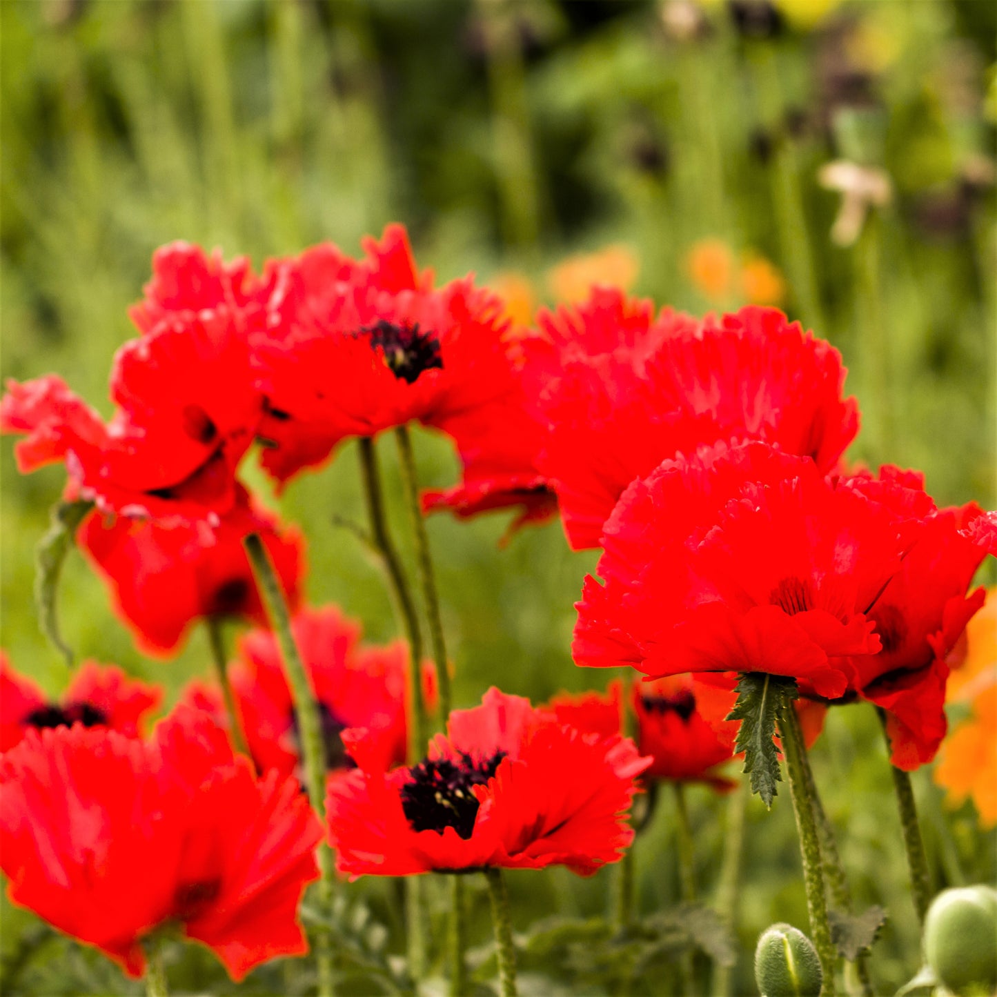 Fringed Bright Red "Turkenlouis" Poppies