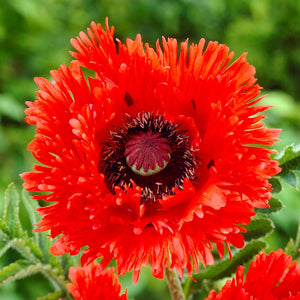 Turkenlouis is a fiery red, ruffled poppy with deeply fringed petals and a black eye