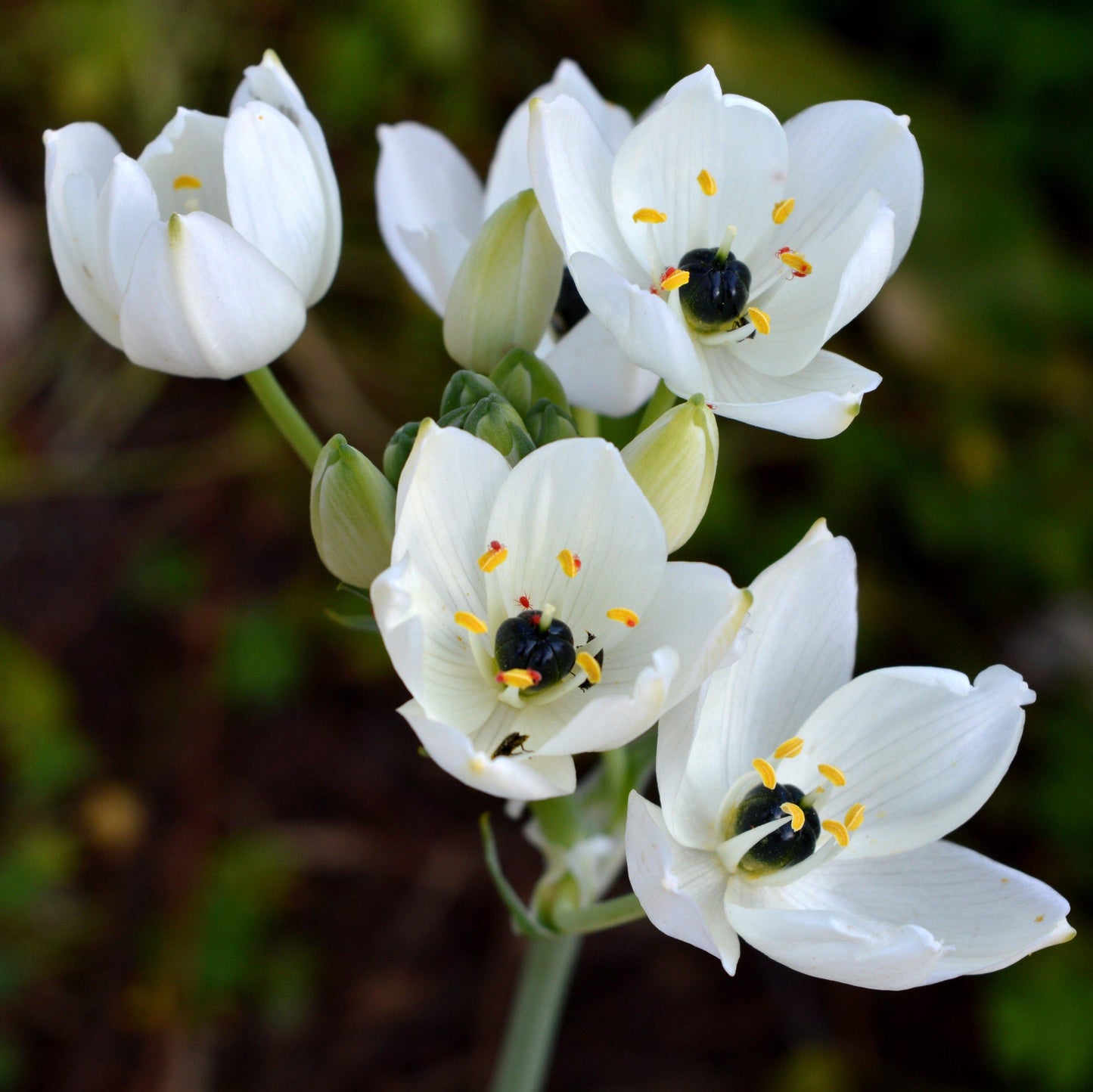 blooming black and white arabicum