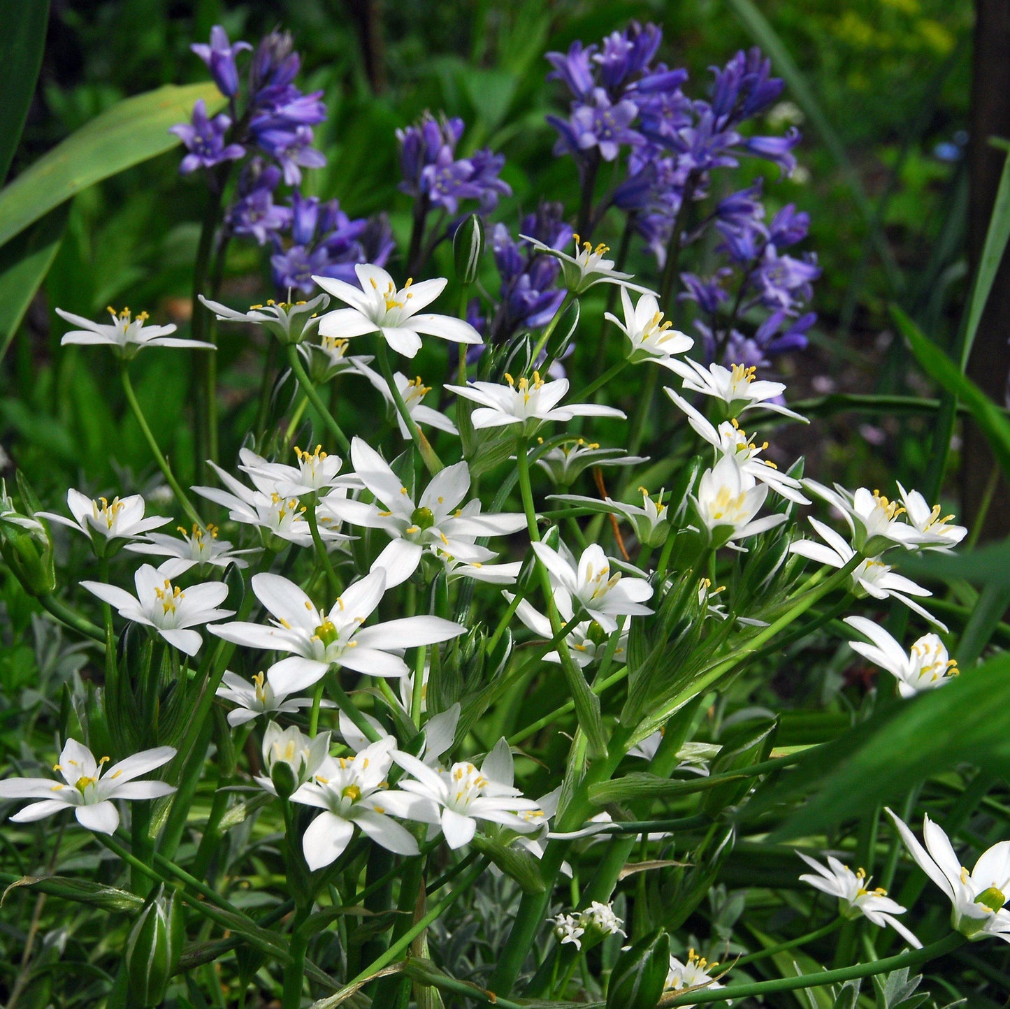 blooming star of bethlehem