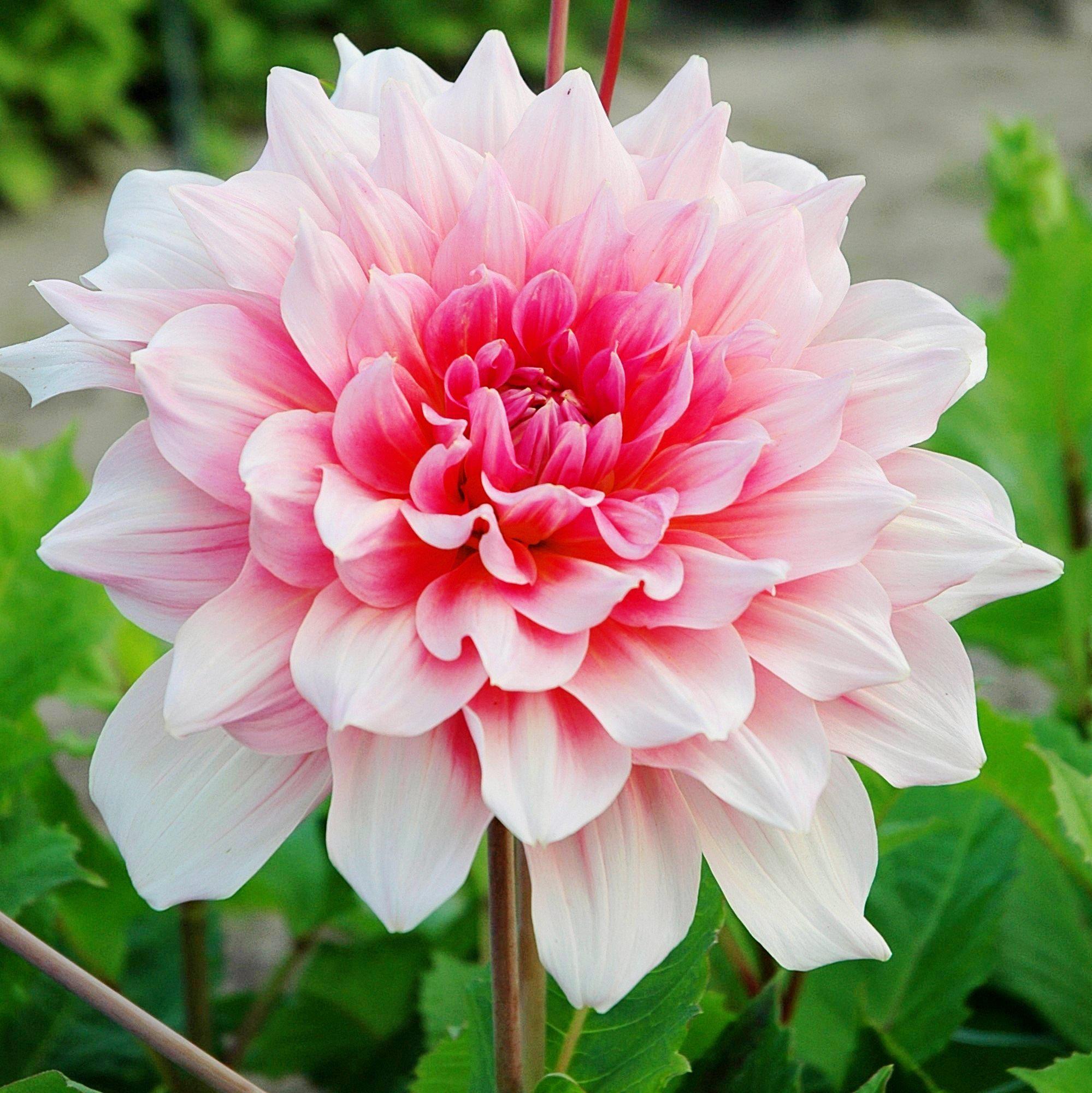 B&G　ビングオーグレンダール　サクソンフラワー Beautiful Warm Pink Dahlia Bulbs For Sale Online | Otto's Thrill