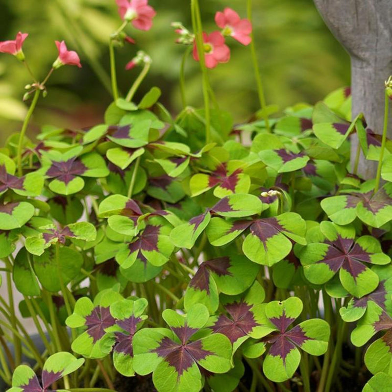 group of Oxalis Iron Cross planted in a pot