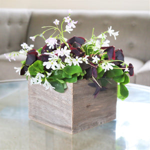 mixed oxalis triangularis and regnellii in wood square