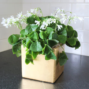 Oxalis - Regnellii Lucky Shamrocks in a Ceramic Square Gift