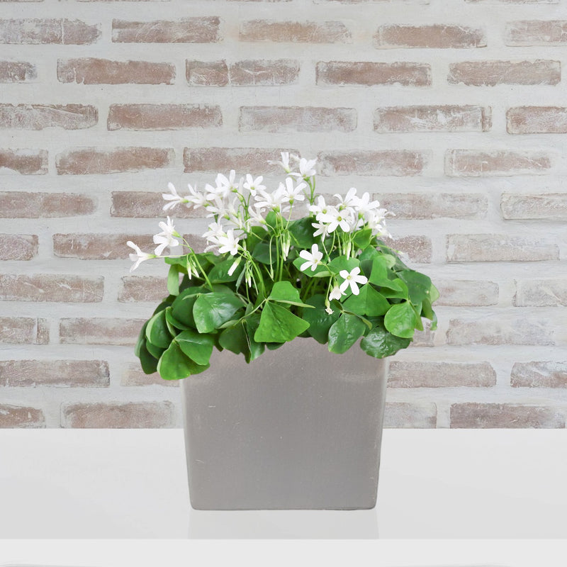 Oxalis - Regnellii Lucky Shamrocks in a Ceramic Square Gift