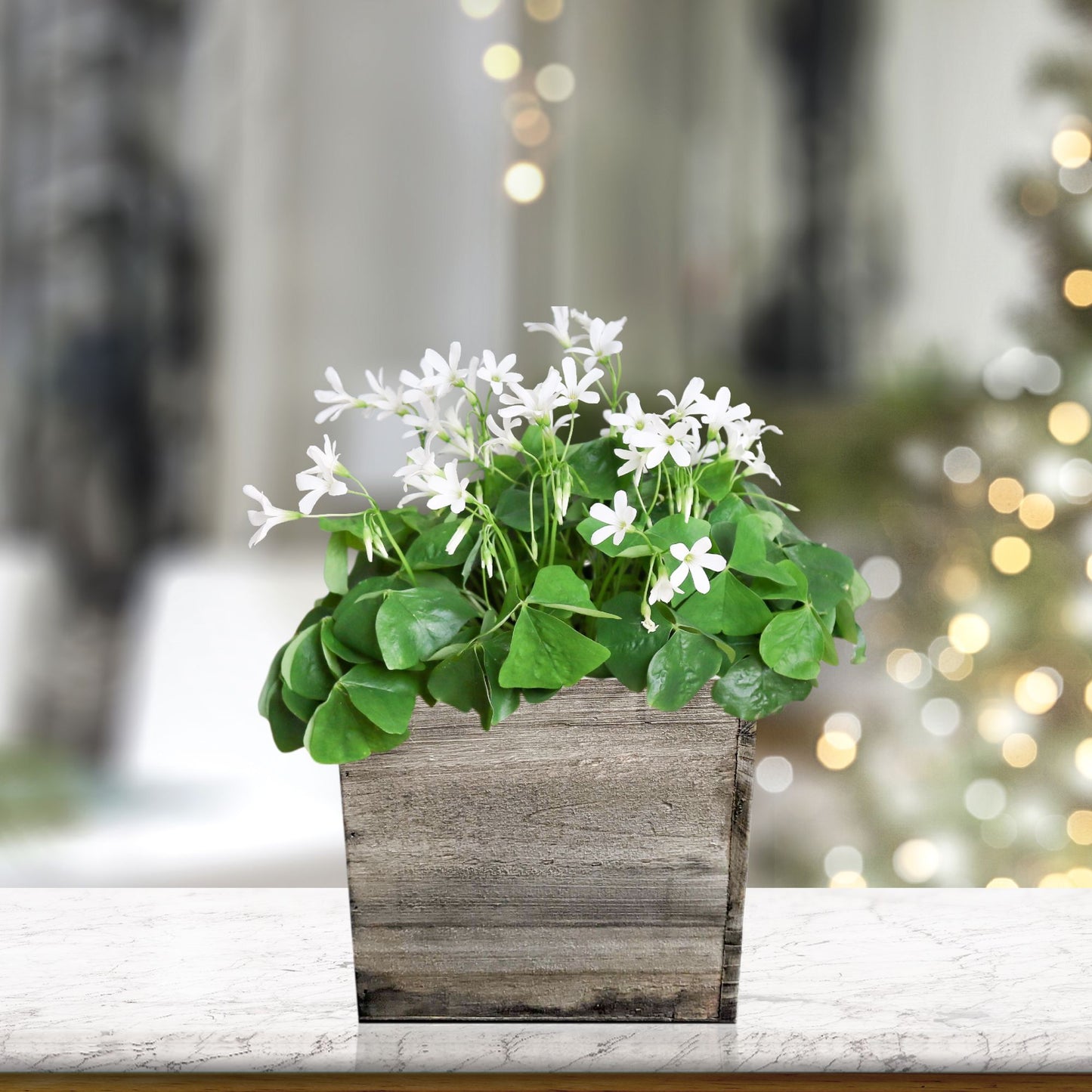 Green Oxalis regnellii planted in a wood square