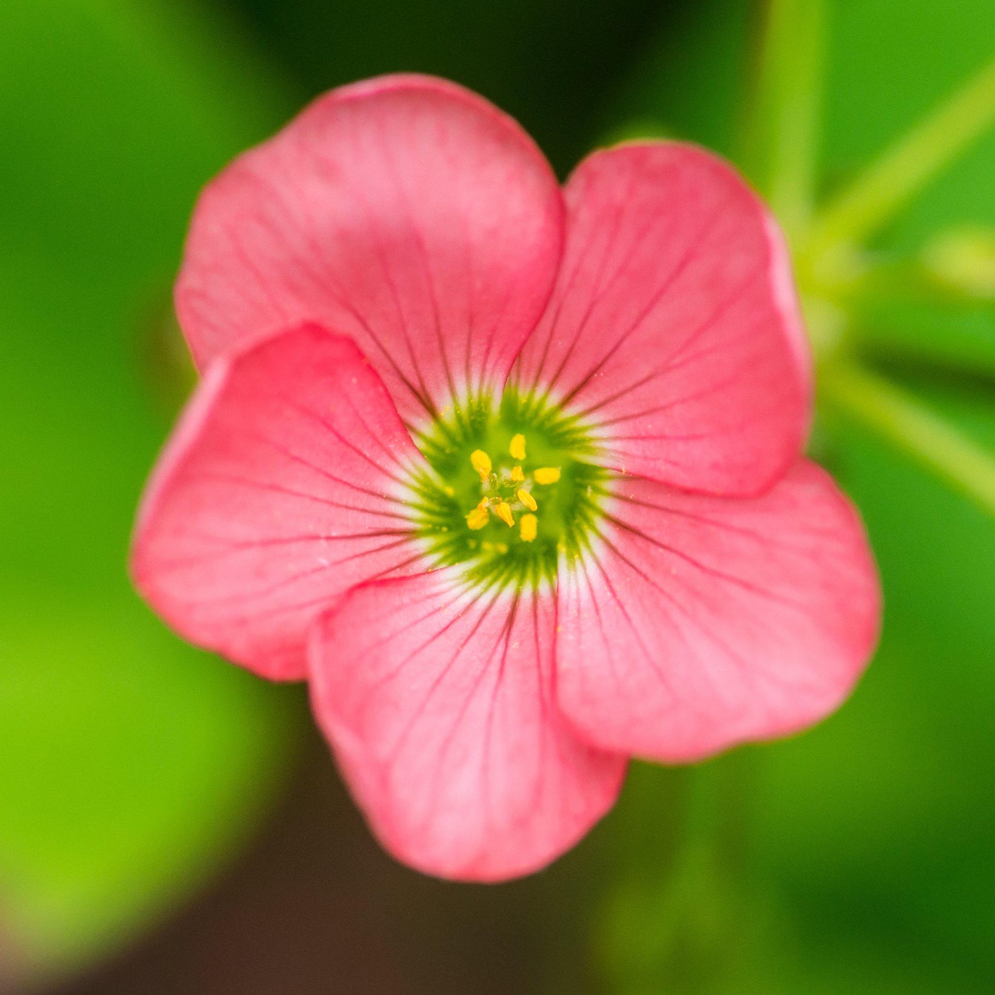 Single Flower of Oxalis Iron Cross