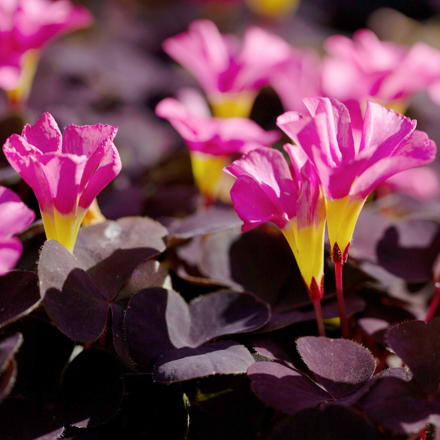 Pink and Yellow Blooms of Oxalis Purpurea Garnet