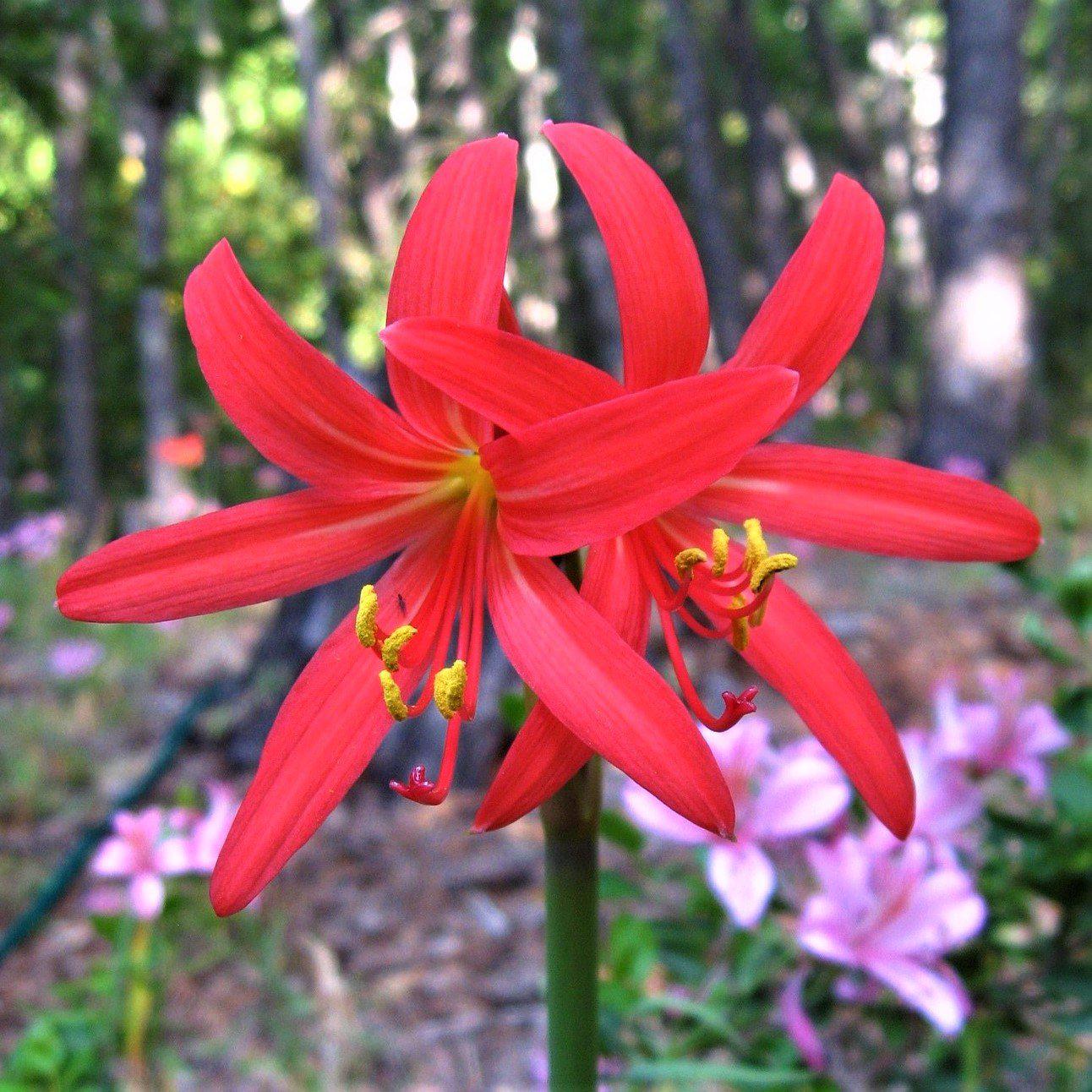 rare lily flower Oxblood Lily