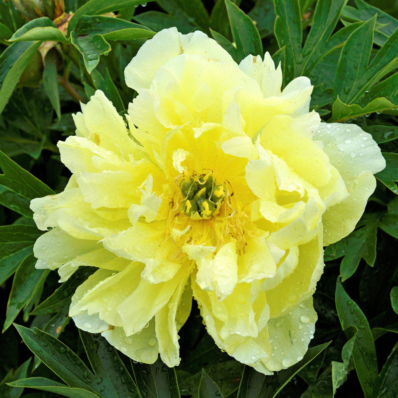 Flower of Bright Yellow Itoh Peony Bartzella