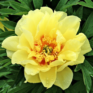 Flower of Bright Yellow Itoh Peony Bulbs For Sale | Bartzella (Fragrant)