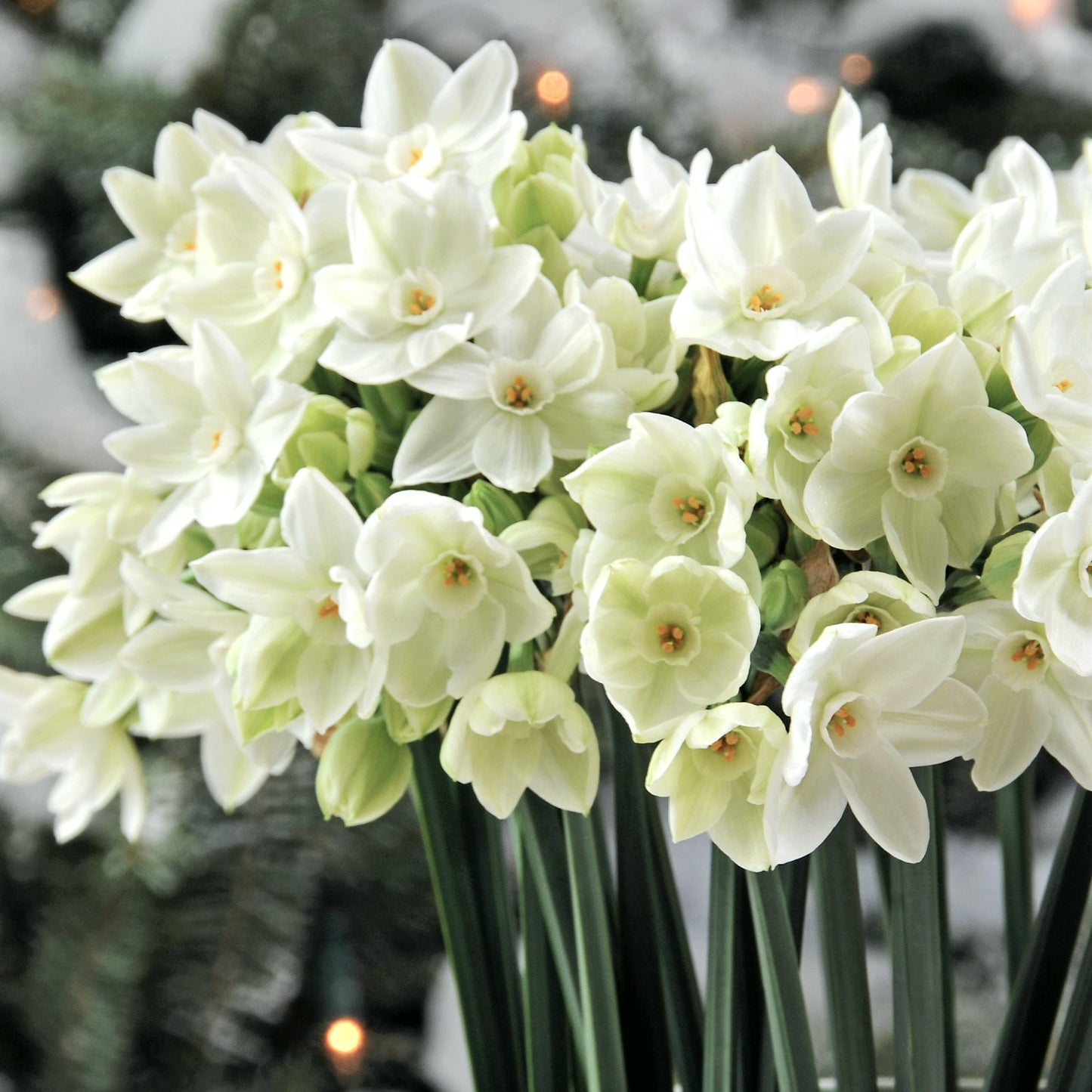 paperwhites blooming