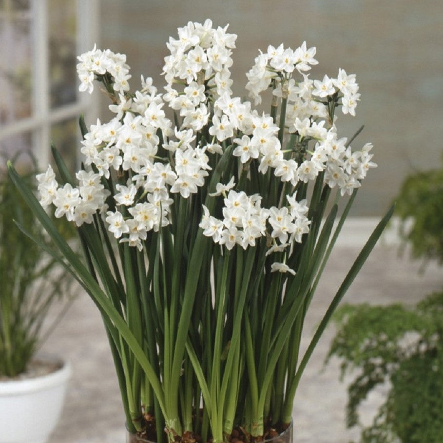 Ziva Paperwhite Bulbs for Forcing