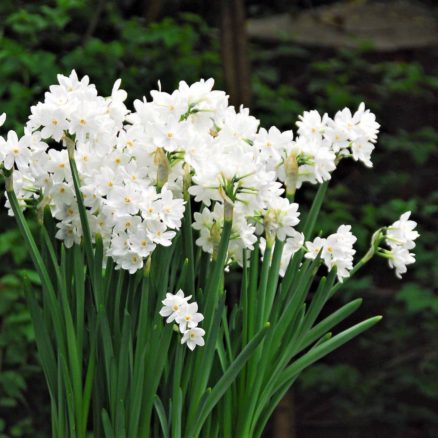 Ziva Paperwhites growing outdoors