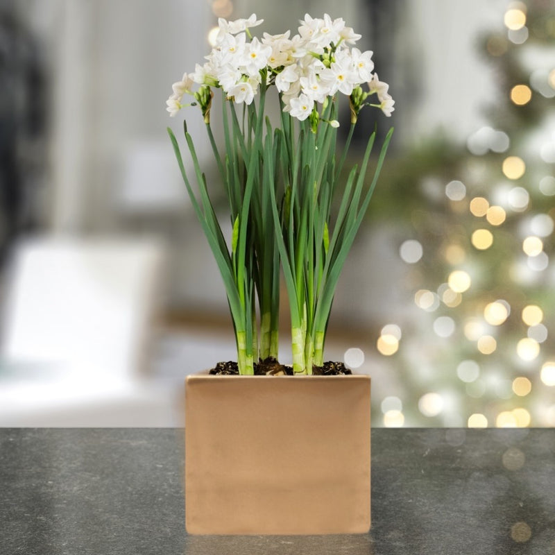 Narcissus - Paperwhite Bulbs in a Square Planter