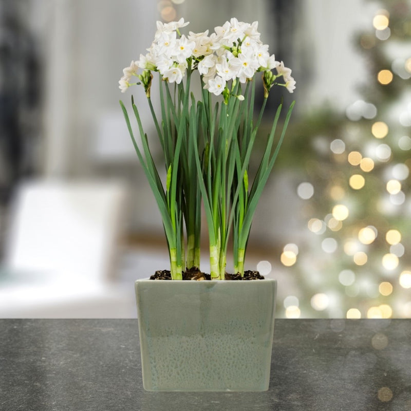 Narcissus - Paperwhite Bulbs in a Square Ceramic Planter Gift