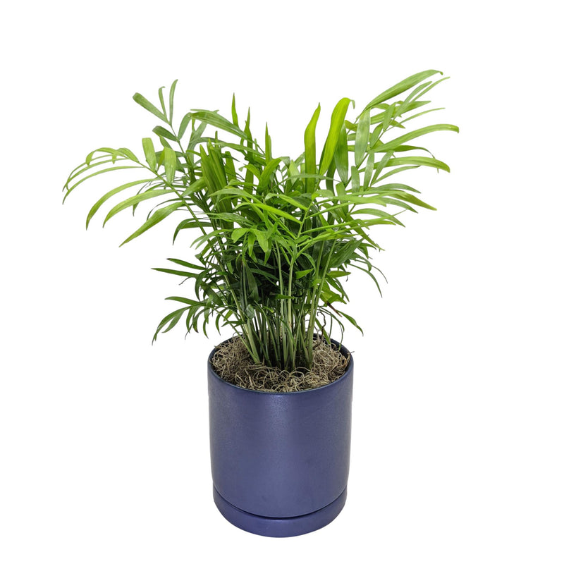 Parlor Palm Houseplant