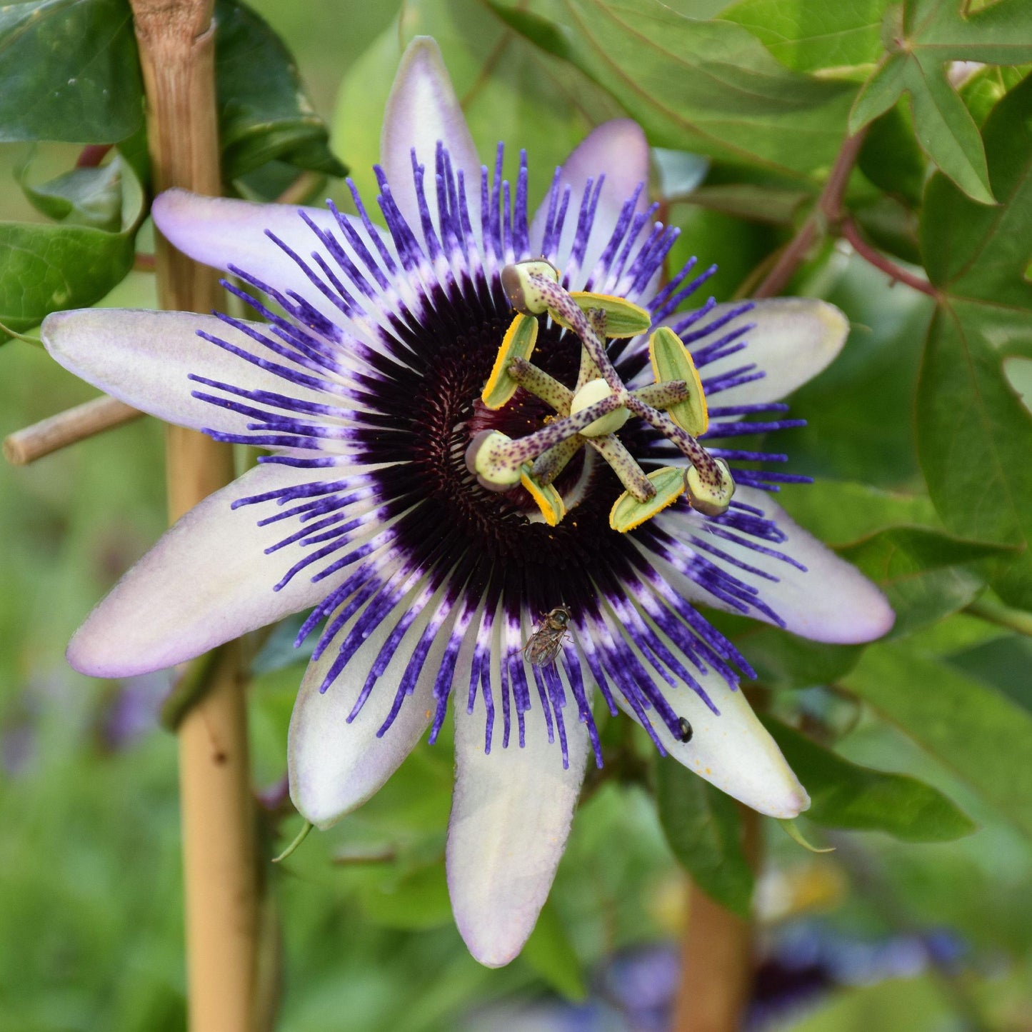 Purple and white Passion Flower Clear Skies