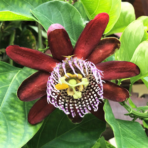 Maroon passionflower