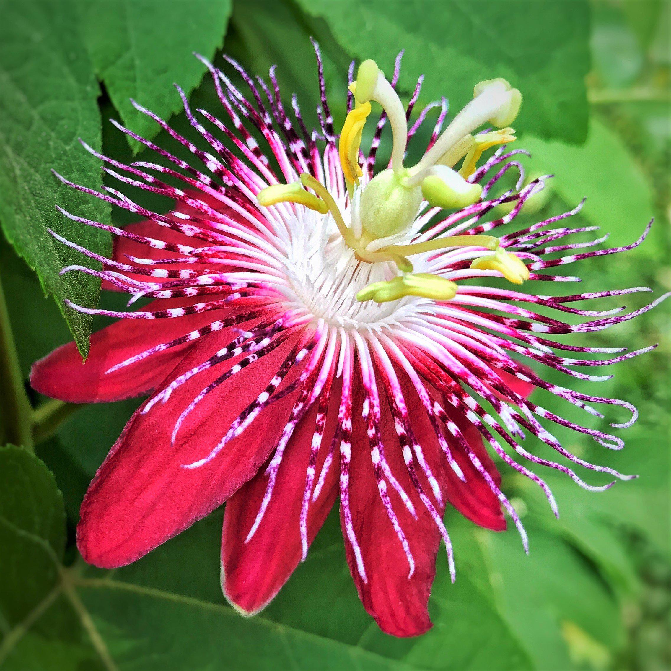 Red Passion Flowers