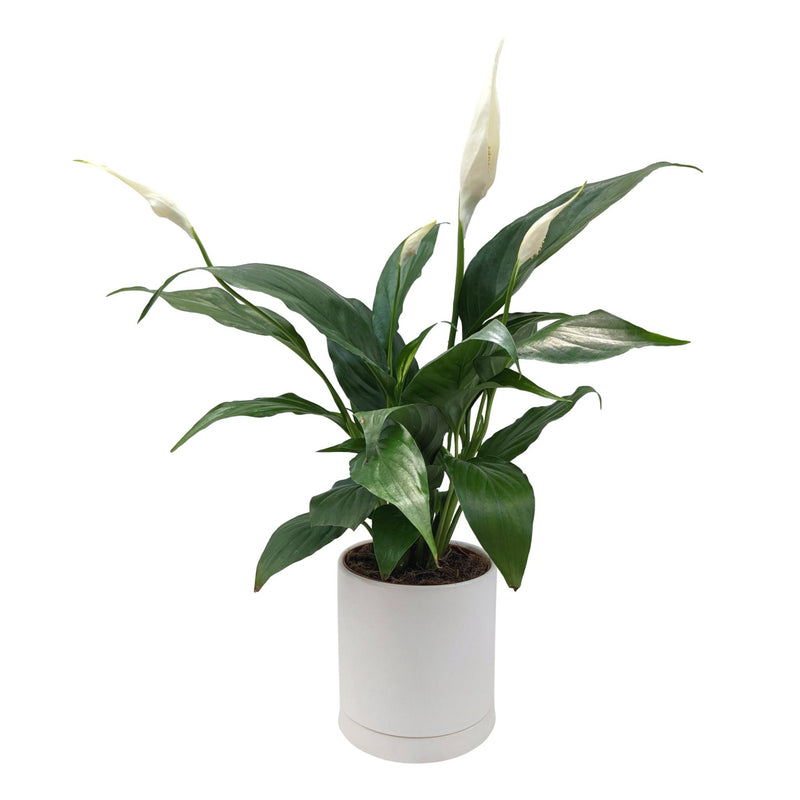 Peace Lily houseplant in white pot