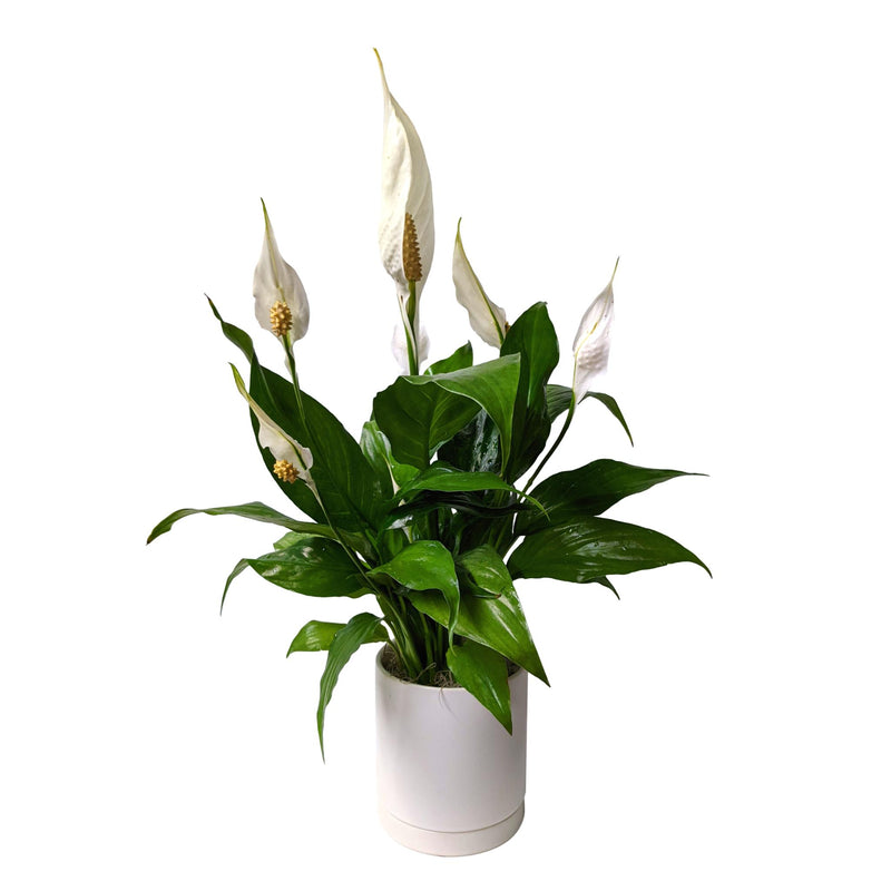 peace lily in a white ceramic pot