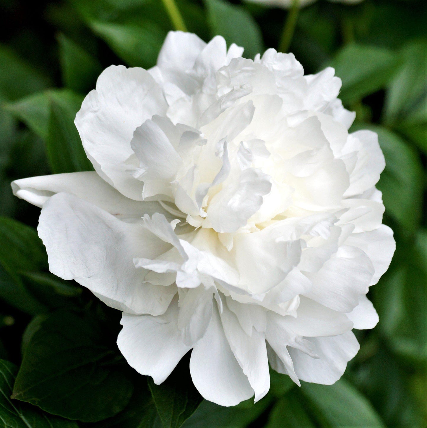 Duchesse de Nemours peony