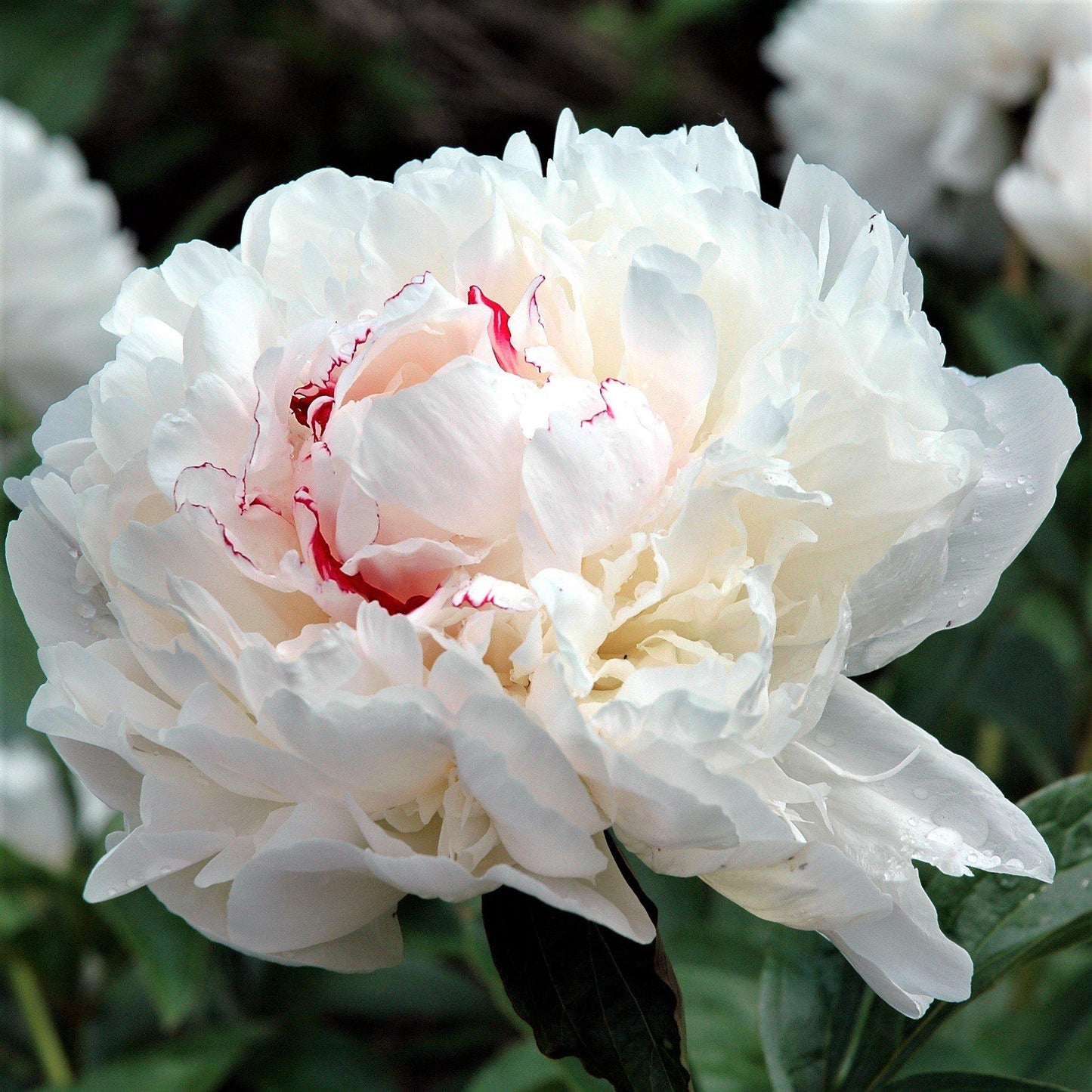 Flowers of White Peony Festiva Maxima (Fragrant)