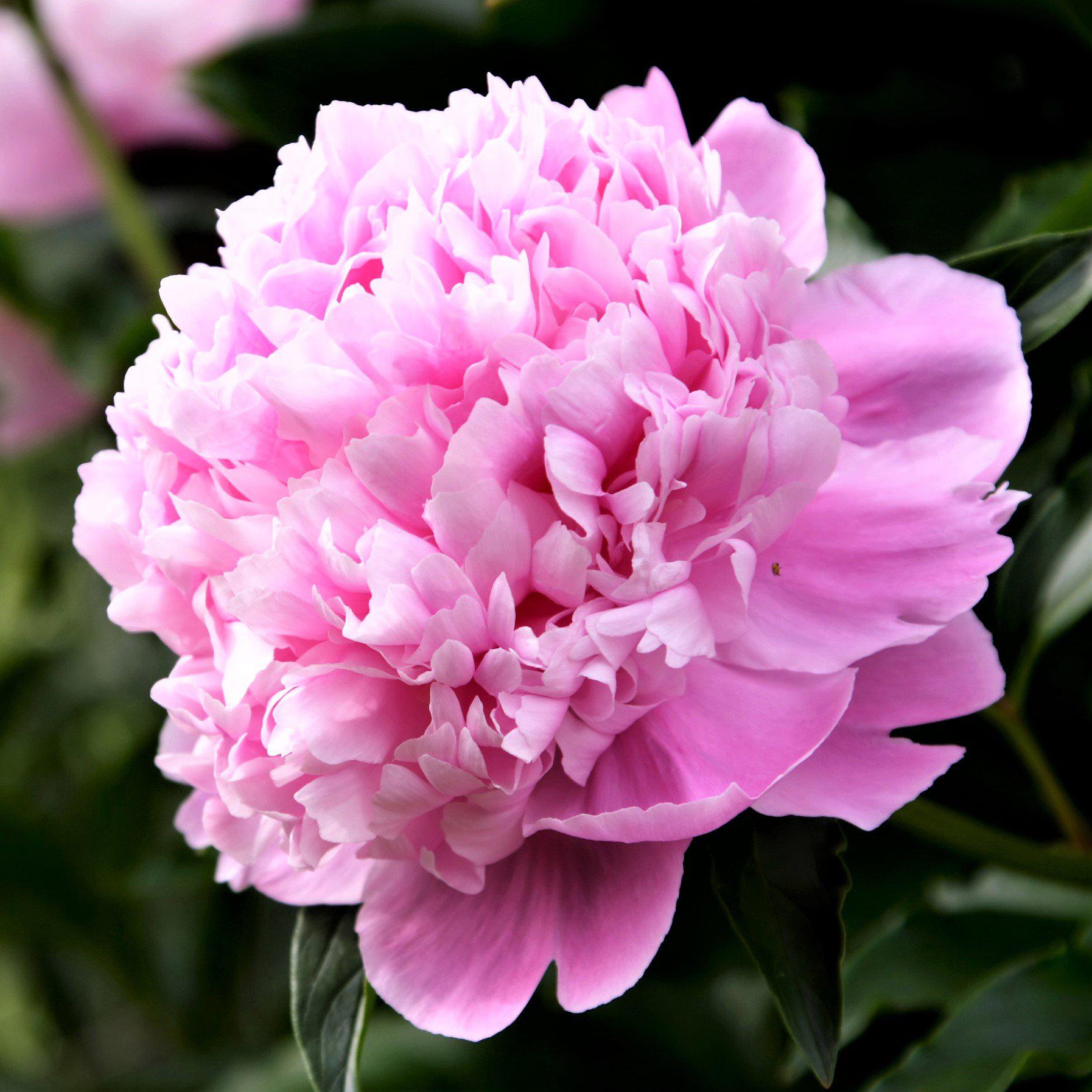 potted peony plants for sale near me Easy to Grow Bulbs Peony