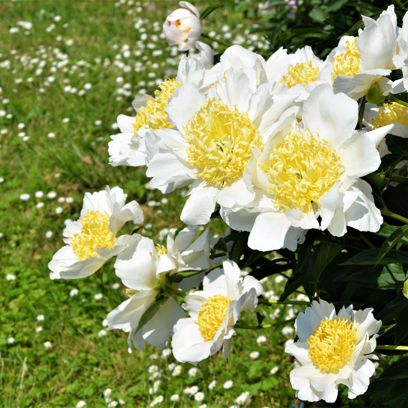 Flowers of Pure White Peony Moon of Nippon 