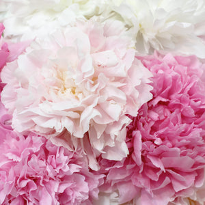 Sweetly Scented Peony Flowers