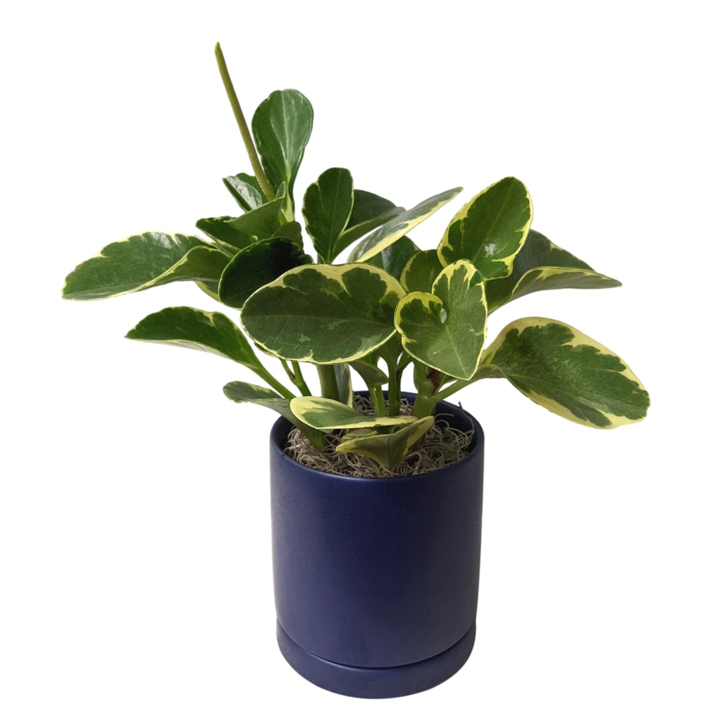 Peperomia Marble in blue ceramic pot
