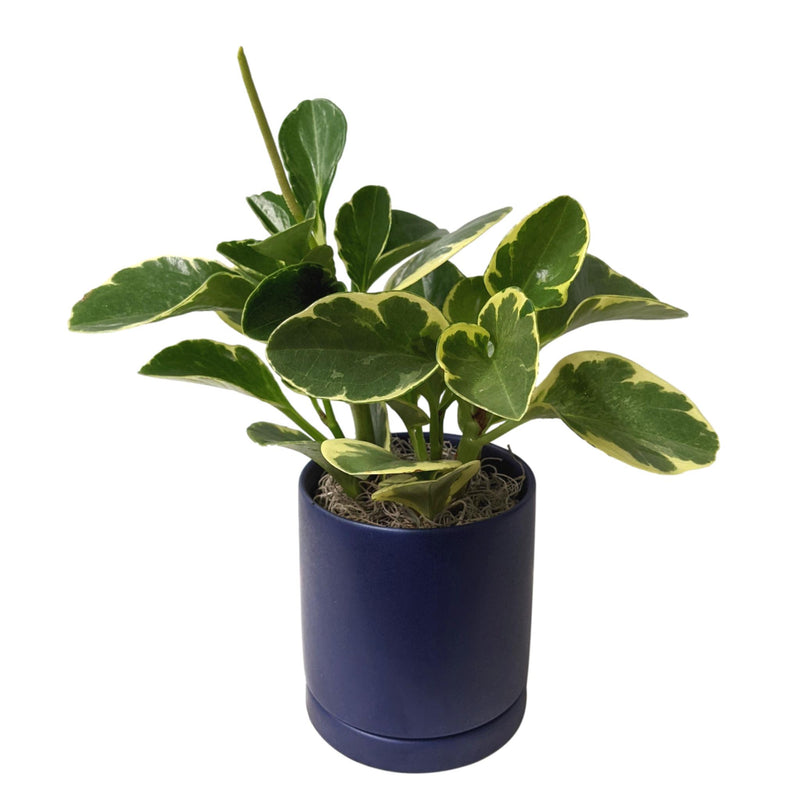 Peperomia Marble in blue ceramic pot