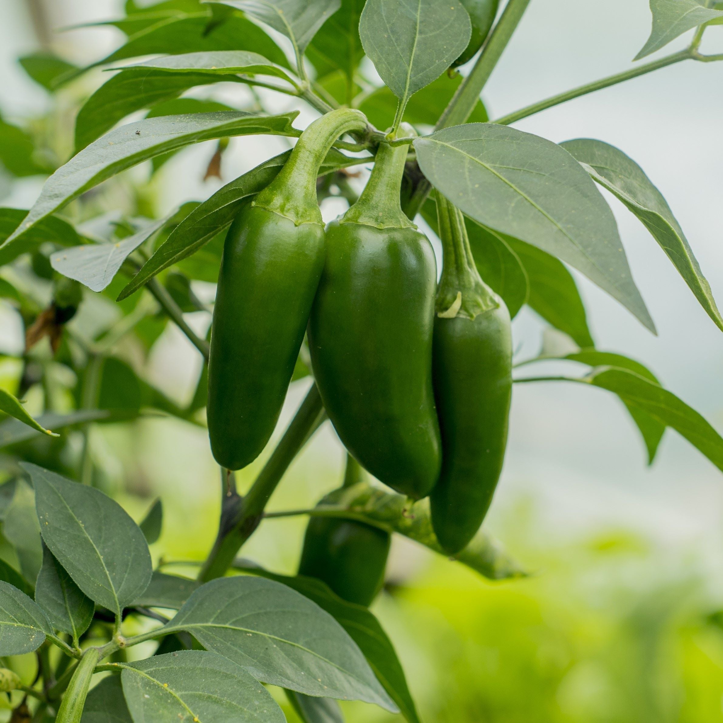 Jalapeno Pepper Plants for – To Bulbs
