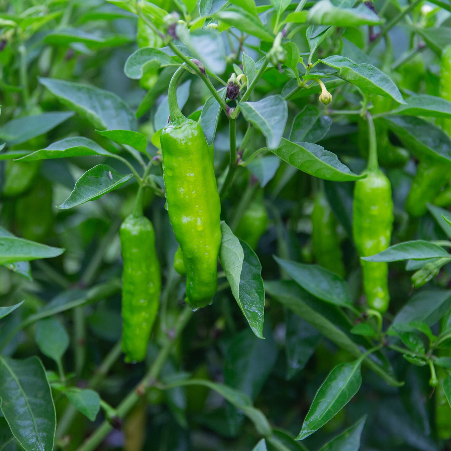 shishito pepper plant